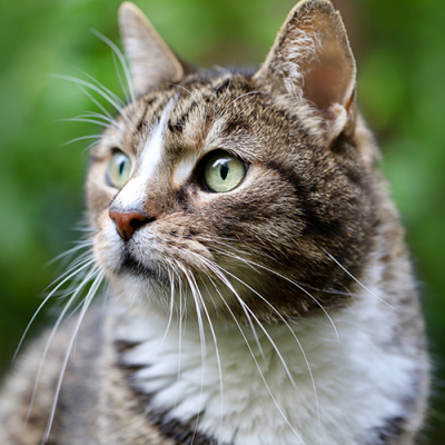 homepage-images-cat-dog