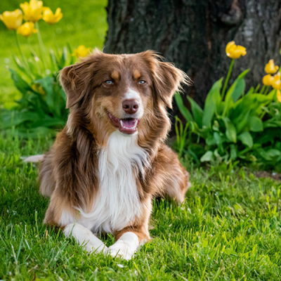 homepage-images-cat-dog2