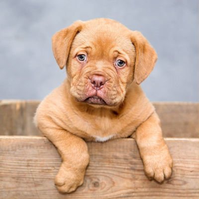 homepage-images-puppy2 homepage-images-puppy2