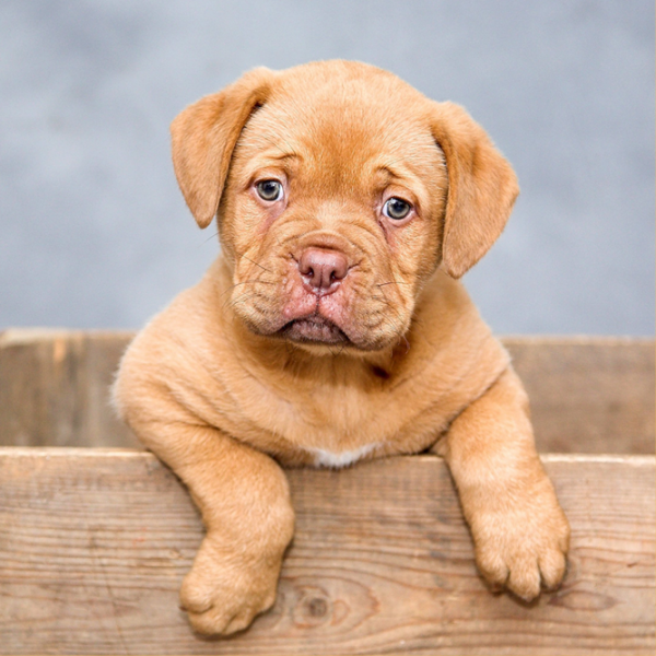 homepage-images-puppy2 homepage-images-puppy2